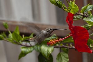 Colibrí verde y blanco