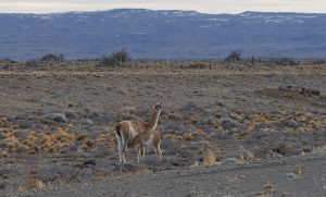 Guanacos patagónicos, un atractivo de cuidado