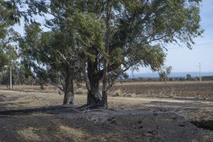 El fuego arrasó con cientos de hectáreas entre Río Tercero y Almafuerte: