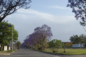 La belleza de calle Catamarca: la primavera ha llegado