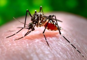 Almafuerte: Detectan alta presencia de huevos de dengue en la última semana