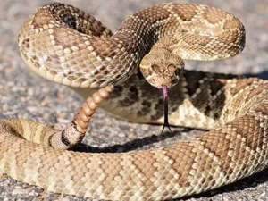 La municipalidad de Río Tercero recomienda prevenir y actuar ante la presencia de serpientes en la ciudad