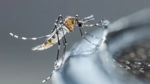 Río Tercero: Campaña de descacharreo contra el Dengue para combatir la proliferación de mosquitos