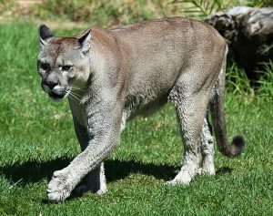 Detectan un puma suelto en la ciudad